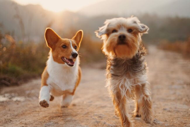 alvan-nee-T-0EW-SEbsE-unsplash Deux chiens qui courent ensemble