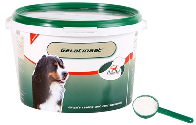 Primeval gelatinaat hond