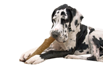 Petstages durable stick