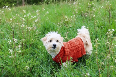 Happy pet charlton kabeltrui terracotta rood