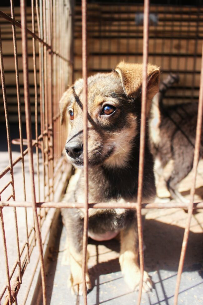 pexels-alin-luna-4697571