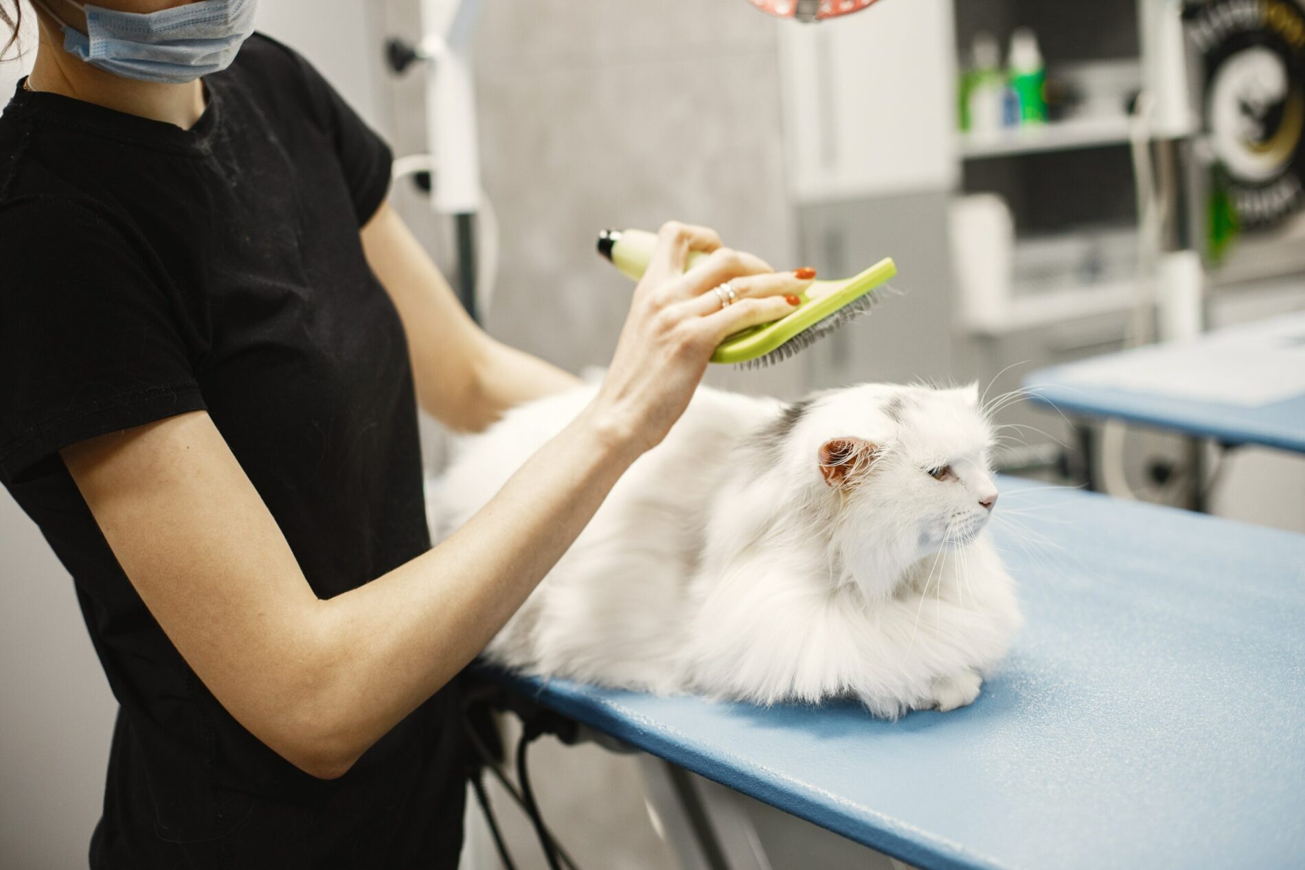 Conseils pour brosser votre chat Magasin Animaux