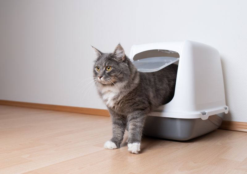 Conseils pour attirer un chat dans sa litière Magasin Animaux