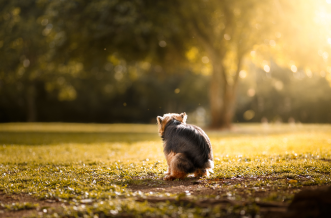 chien-besoins-dehors chient qui fait caca dehors