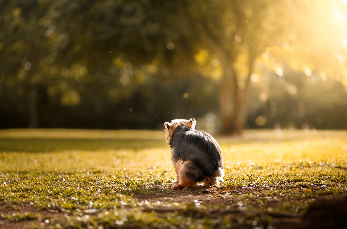 chien-besoins-dehors chient qui fait caca dehors