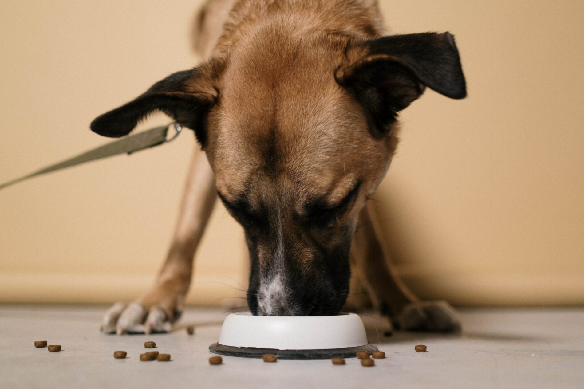 chien-qui-mange
