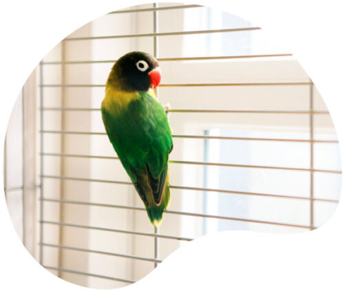 perroquet dans sa cage