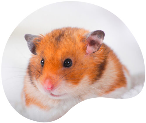 Hamster