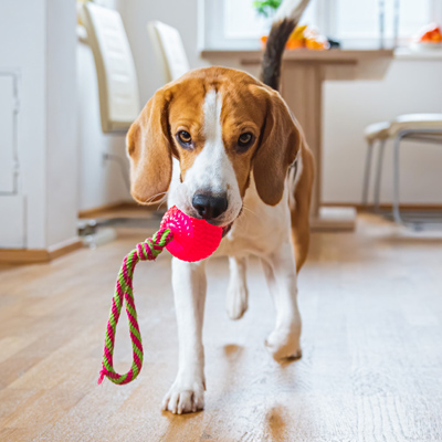 magasin-animaux-jouets-chien Chien Beagle chercher un jouet à l'intérieur
