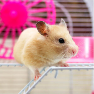 hamster qui joue dans sa cage