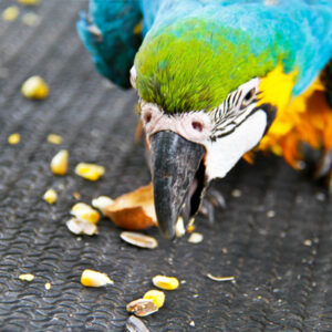 perroquet qui mange des graines