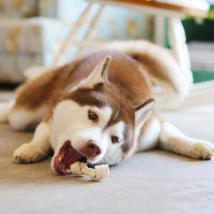 chien qui mange et qui joue avec son snack