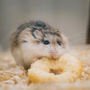 hamster qui déguste un snack savoureux