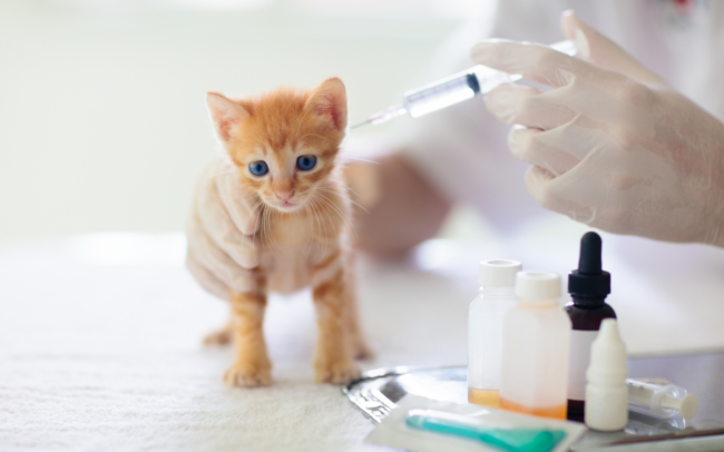 vaccin-chaton