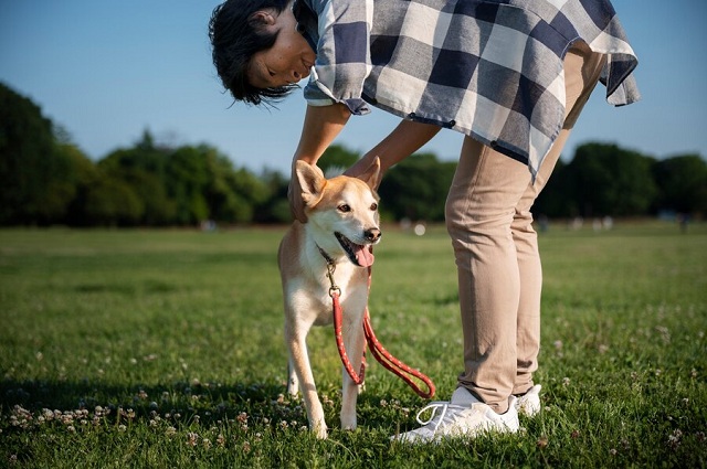 chien shiba inu se promenant