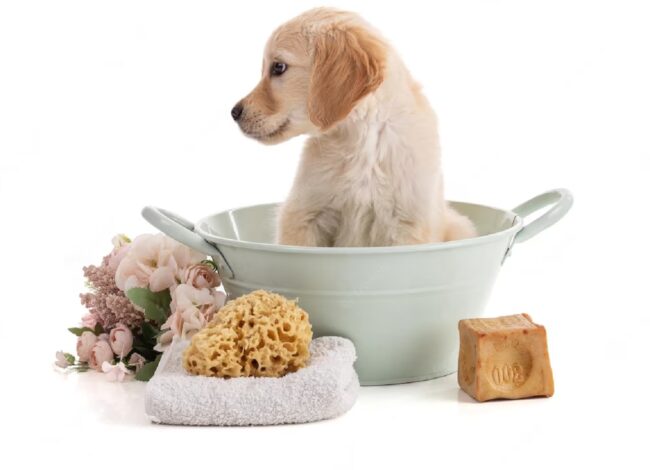 mignon-chiot-golden-retriver-dans-un-bol-sur-fond-blanc.jpg