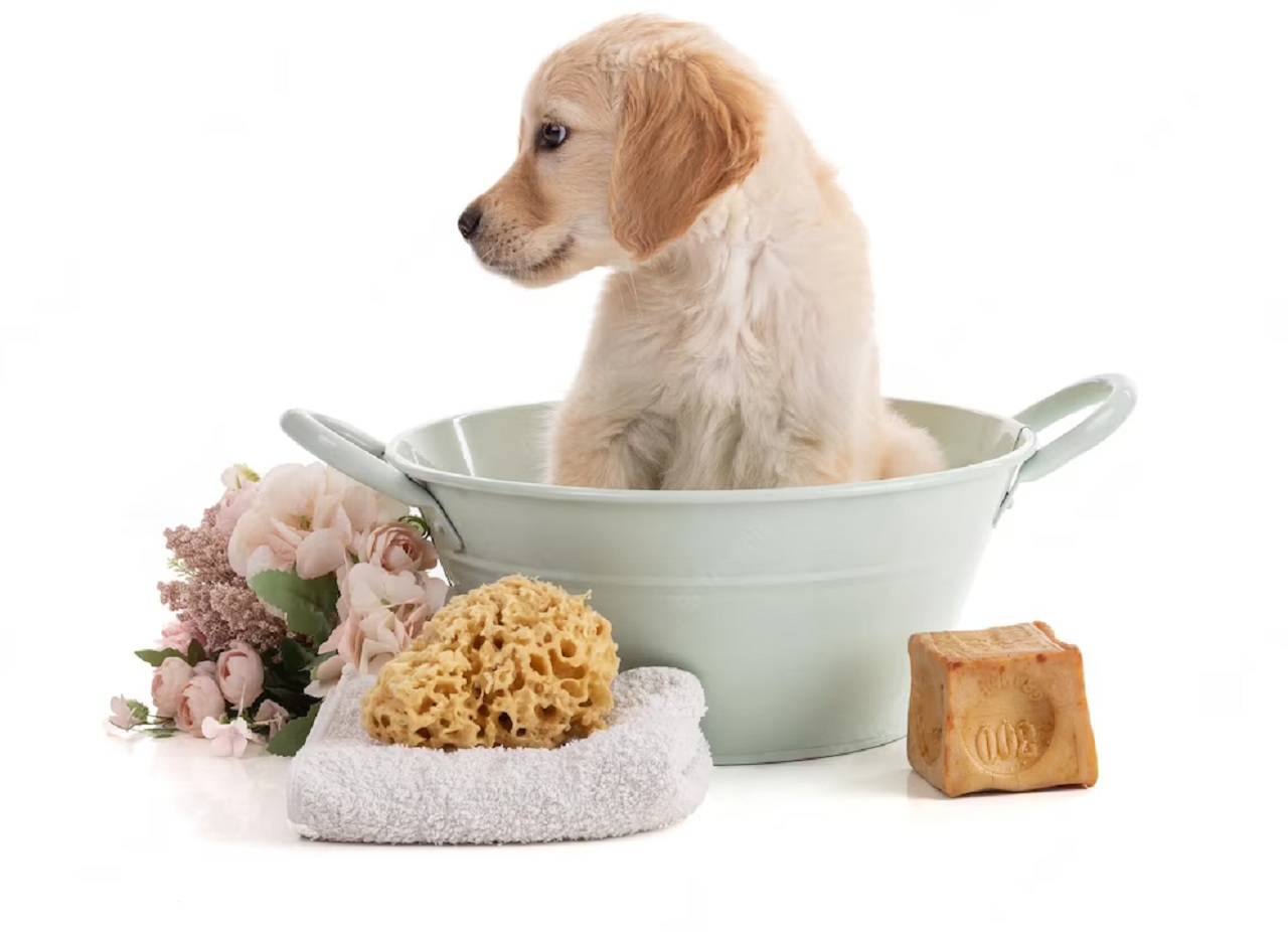 mignon-chiot-golden-retriver-dans-un-bol-sur-fond-blanc.jpg