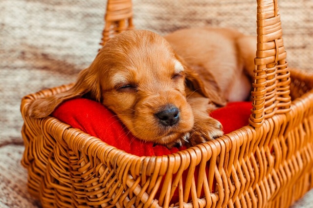 petit chien qui dort dans le cubby