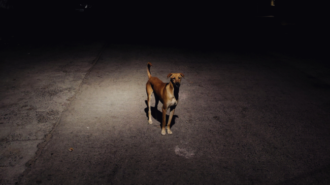 promenade-chien-nuit-hiver photo d’un chien durant la nuit pendant l’hiver