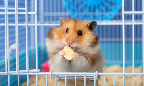 un hamster mangeant dans une grande cage pour rongeur