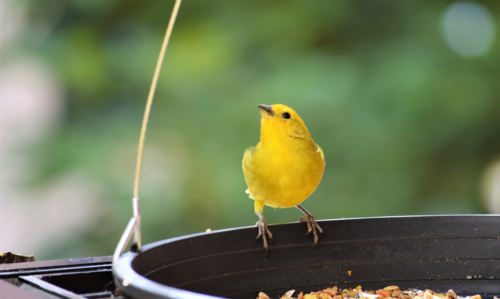 un canari domestique