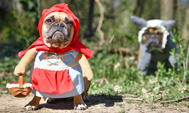 chiens accessoires originaux un bulldog français amusant avec des accessoires originaux