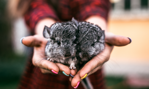 deux bébés chinchillas