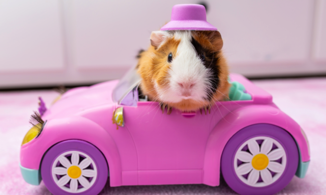 Un cobaye en train de jouer dans une petite voiturette en plastique
