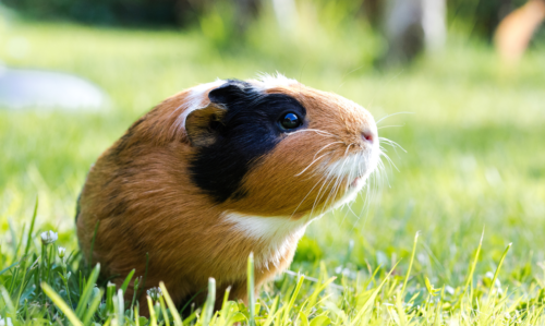 cochon d'Inde dans un jardin