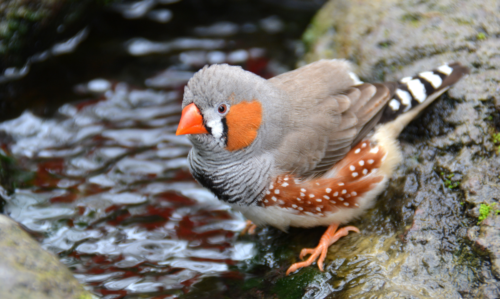 un estrildidé domestique