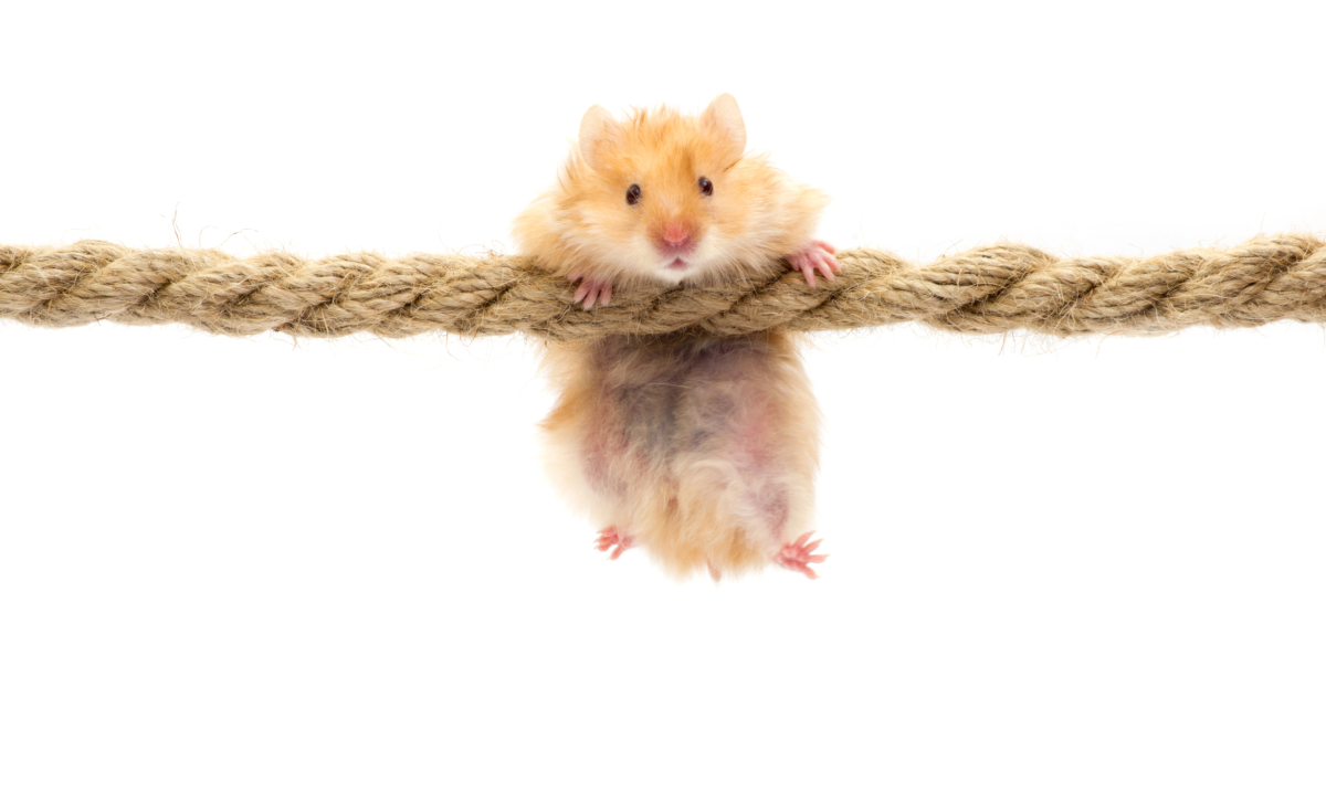 hamster-joueur Un hamster suspendu par les pattes a une corde