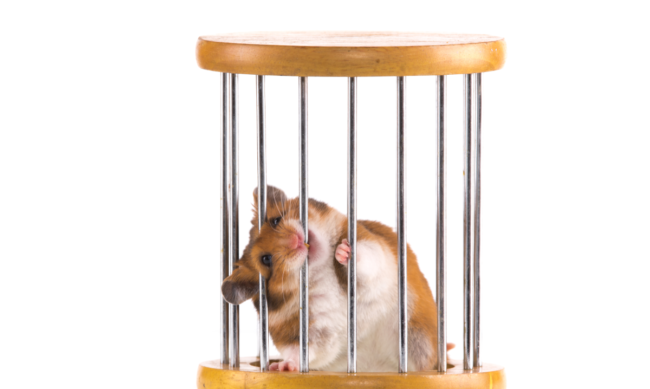 mon hamster ronge les barreaux de sa cage un hamster qui ronge les barreaux de sa cage