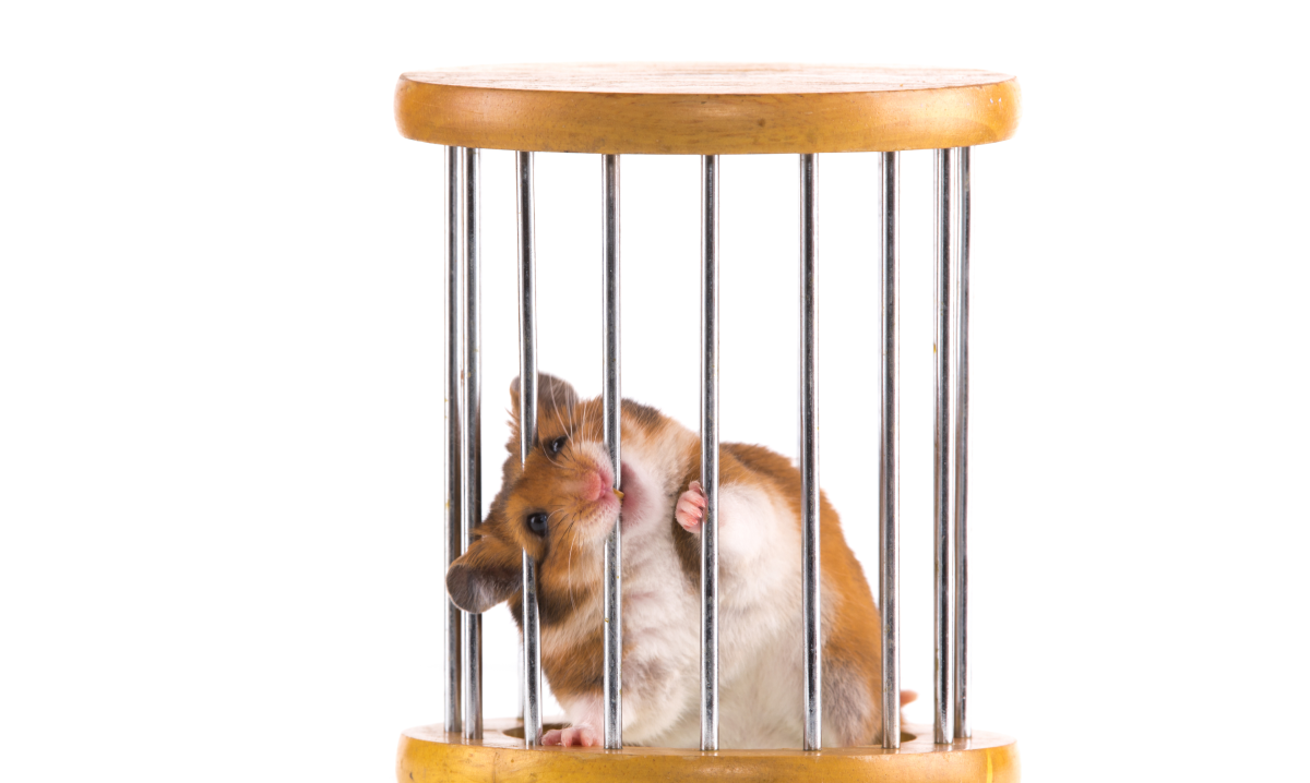 Pourquoi mon hamster ronge sa cage ? Comment l