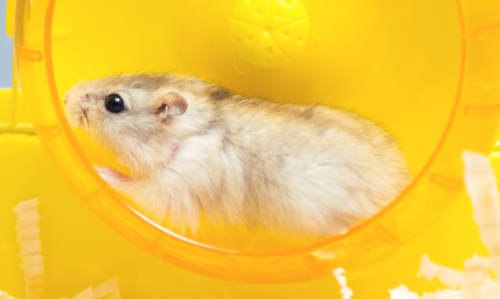 un hamster qui court dans une roue d'exercice