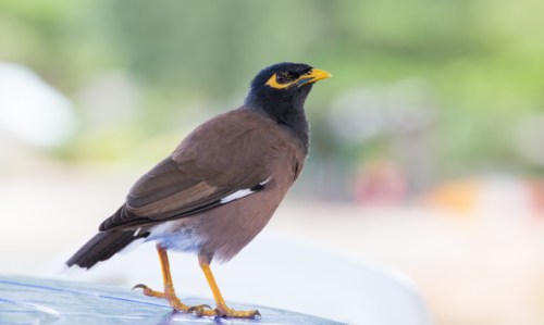 un mainate religieux