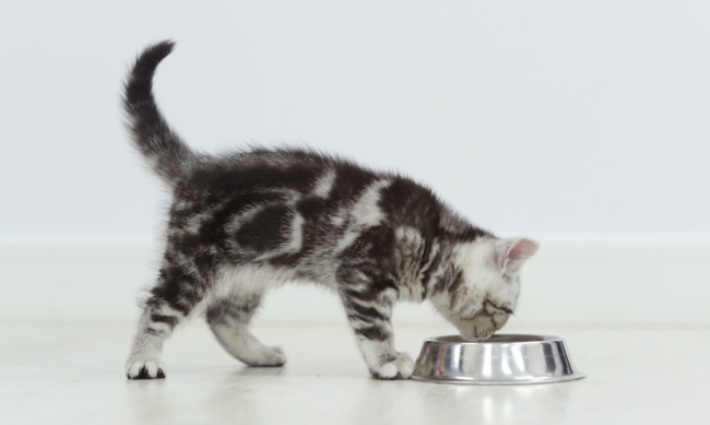 Chaton mangeant dans une gamelle Chaton en train de se nourrir dans une gamelle