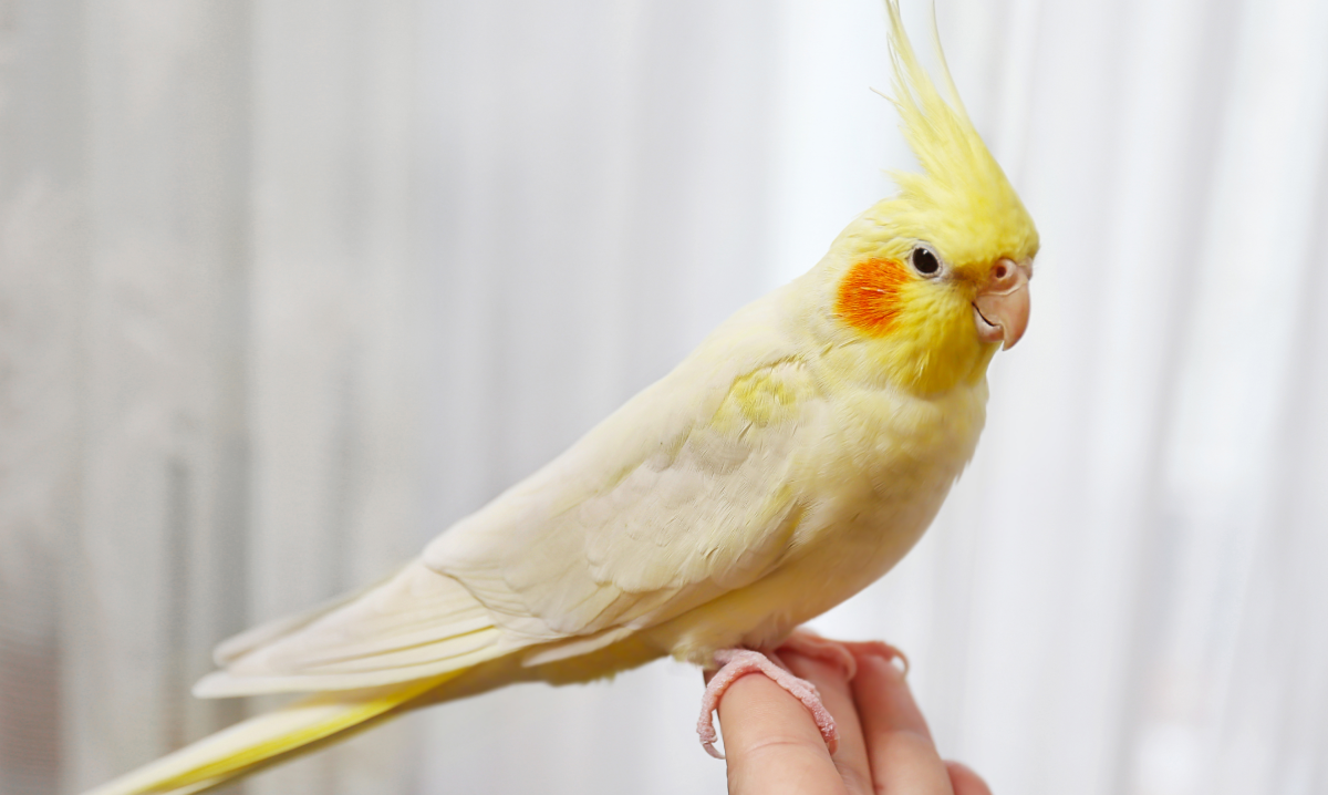 un oiseau domestique tenant sur le doigt de son propriétaire