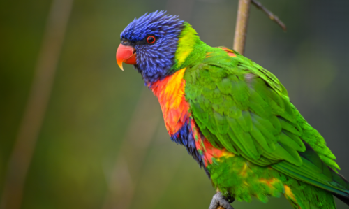 un perroquet domestique