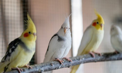 une perruche domestique