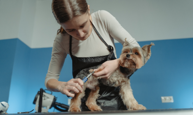 Toilettage d’un chien à poil long Un chien à poil long se faisant toiletter