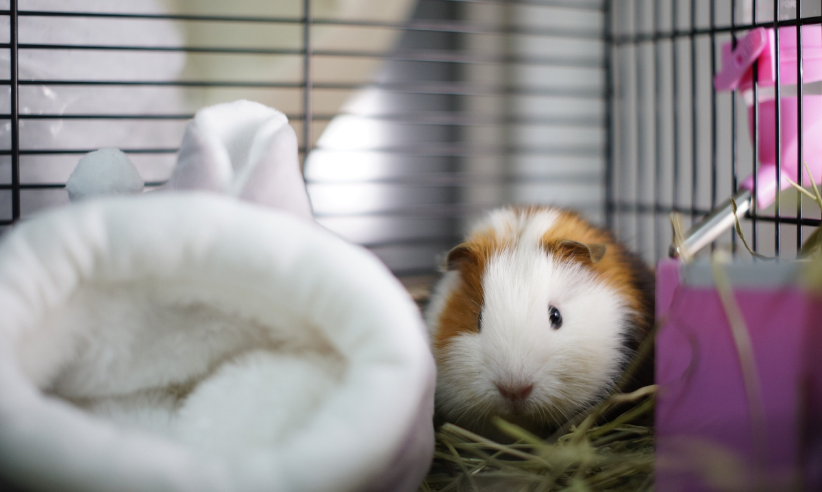 Que mettre dans la cage d'un cochon d'Inde ?