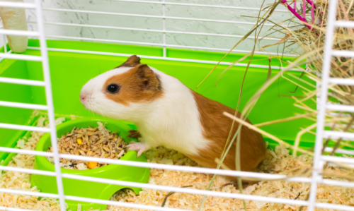 Que mettre dans la cage d'un cochon d'Inde ?