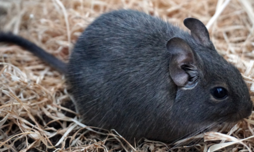 choix du matérieau de la cage à octodon pour un aménagement de cage à ocotodon réussi