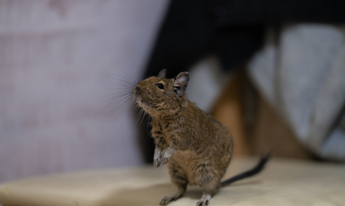 L'aménagement de la cage de votre octodon