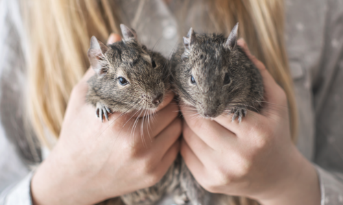 deux octodons heureux à la suite d'un aménagement de cage à octodon réussi