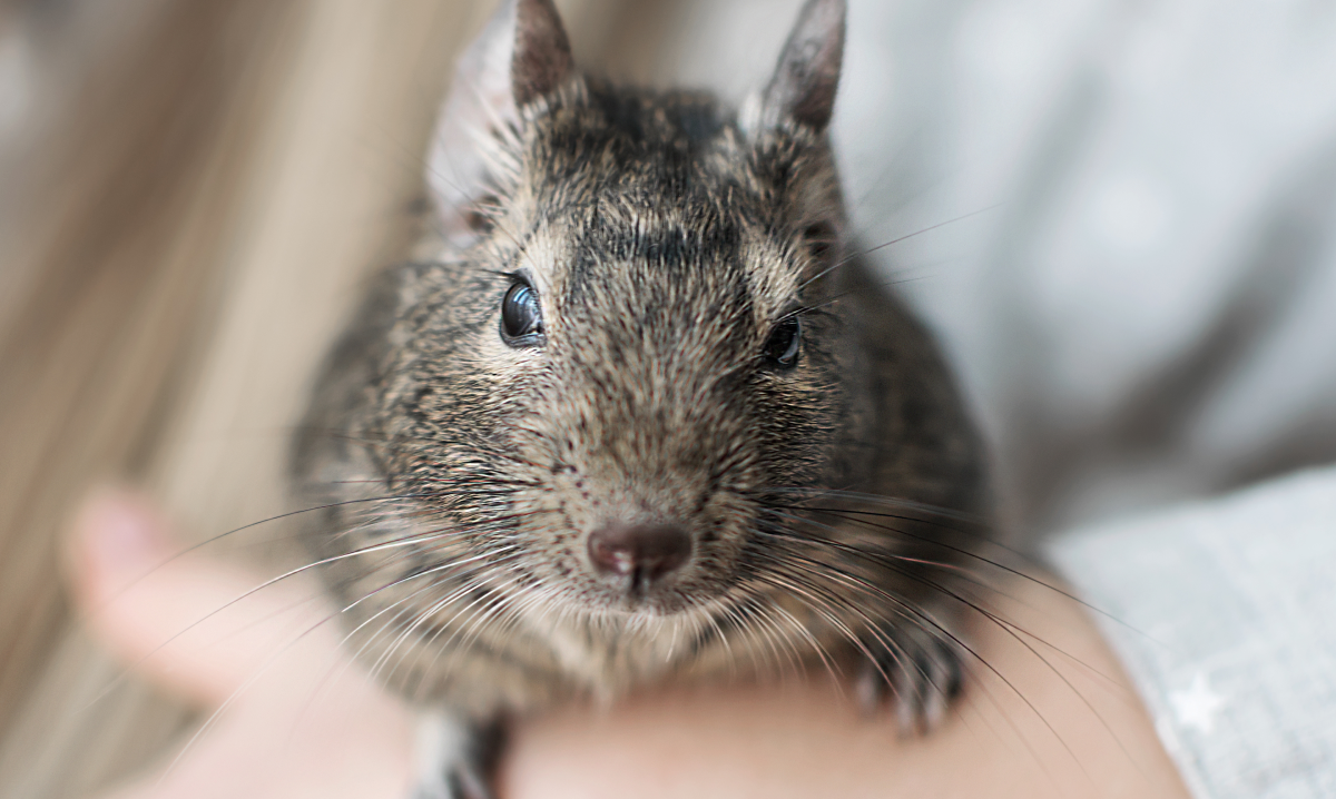 Octodon dans les bras de son propriétaire pour un aménagement de cage à octodon réussi
