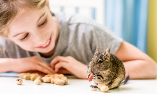 choix de l'emplacement de la cage d'un octodon pour un aménagement de cage à octodon réussi