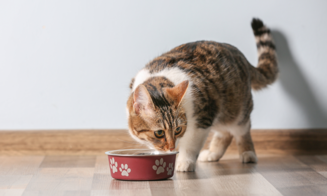 chat_qui_mange_des_croquettes Un chat qui mange ses croquettes