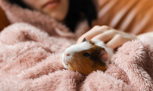 Photo d'un cochon d'Inde heureux parce qu'il a bien mangé de la nourriture pour rongeurs