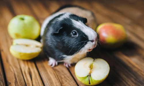 Photo d'un cochon d'Inde mangeant de la nourriture pour rongeurs, une pomme